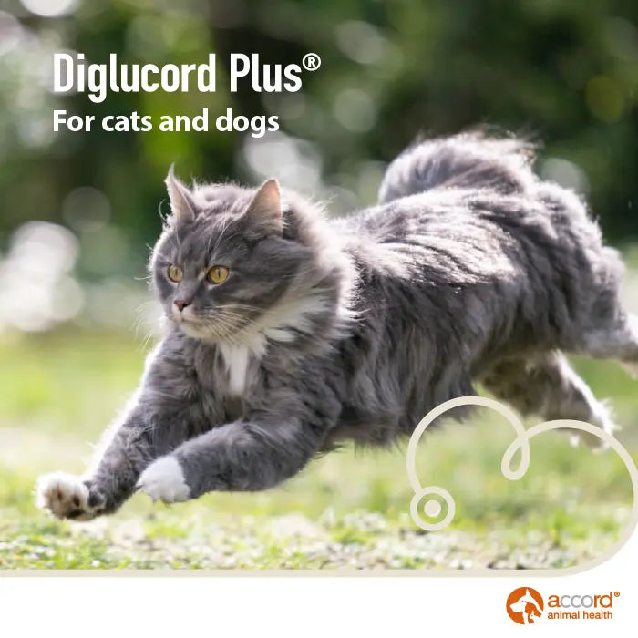 Diglucord Plus Oral Solution 55ml