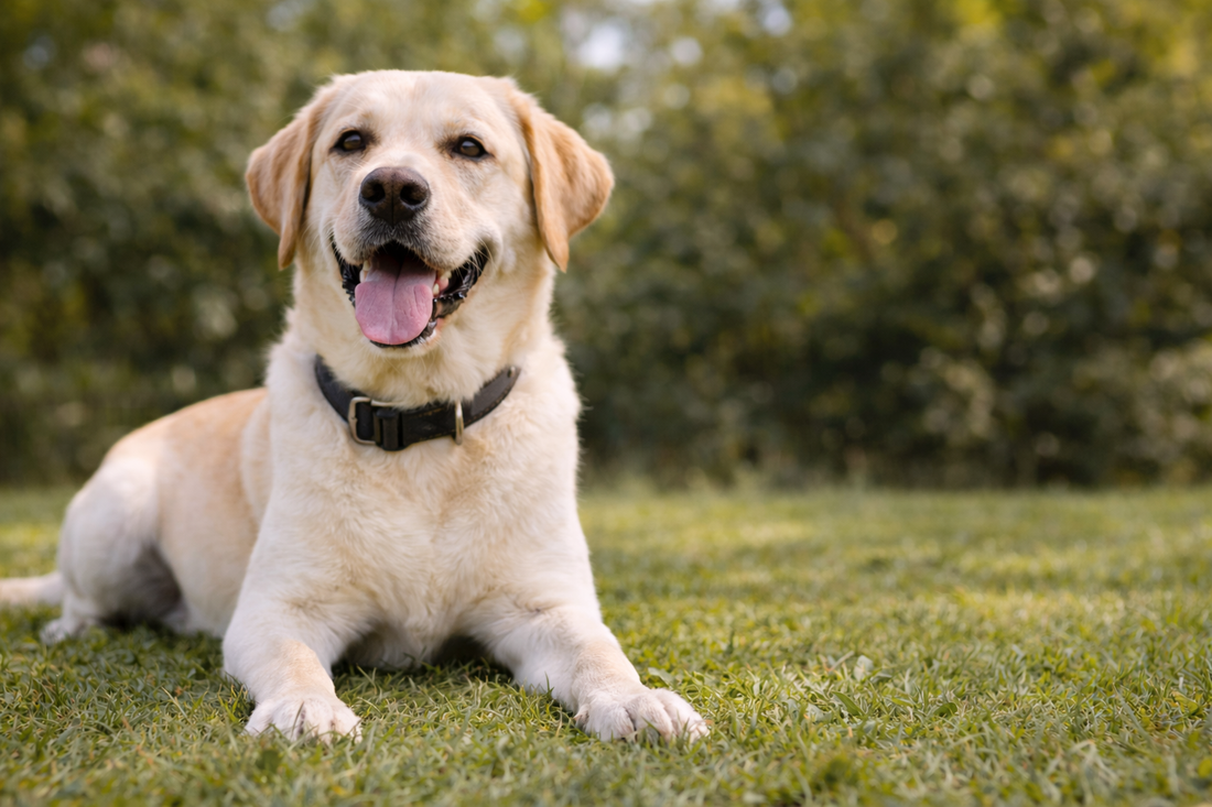 Best Joint Supplements for Dogs