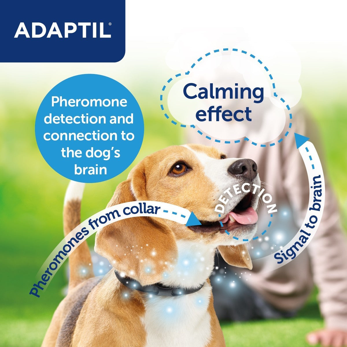Adaptil Calm Collar for Dogs