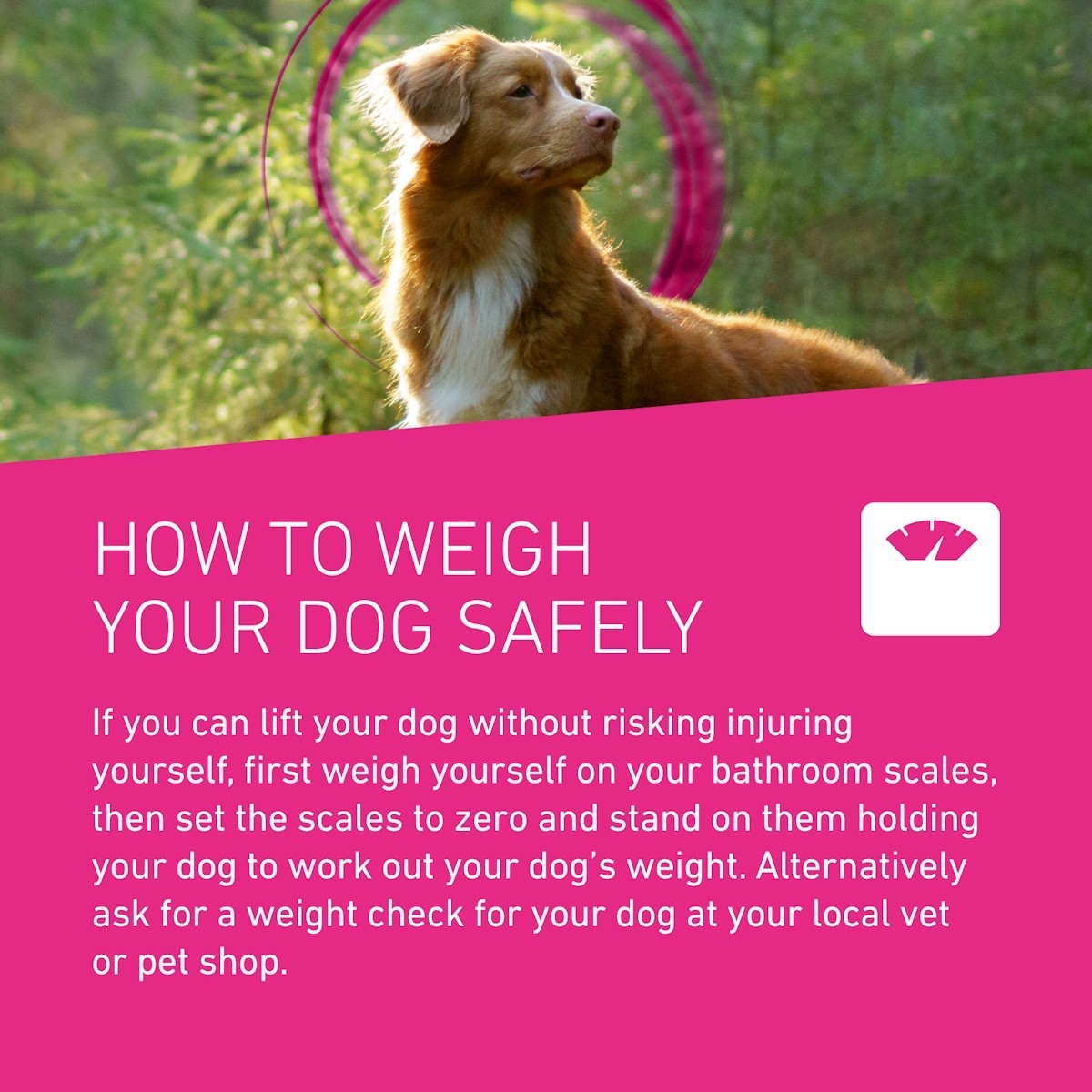 Frontline Tri-Act and Tick Treatment for Medium Dogs