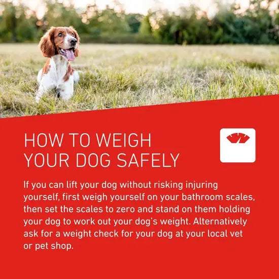 Frontline Wormer XL Tablets for Large Dogs