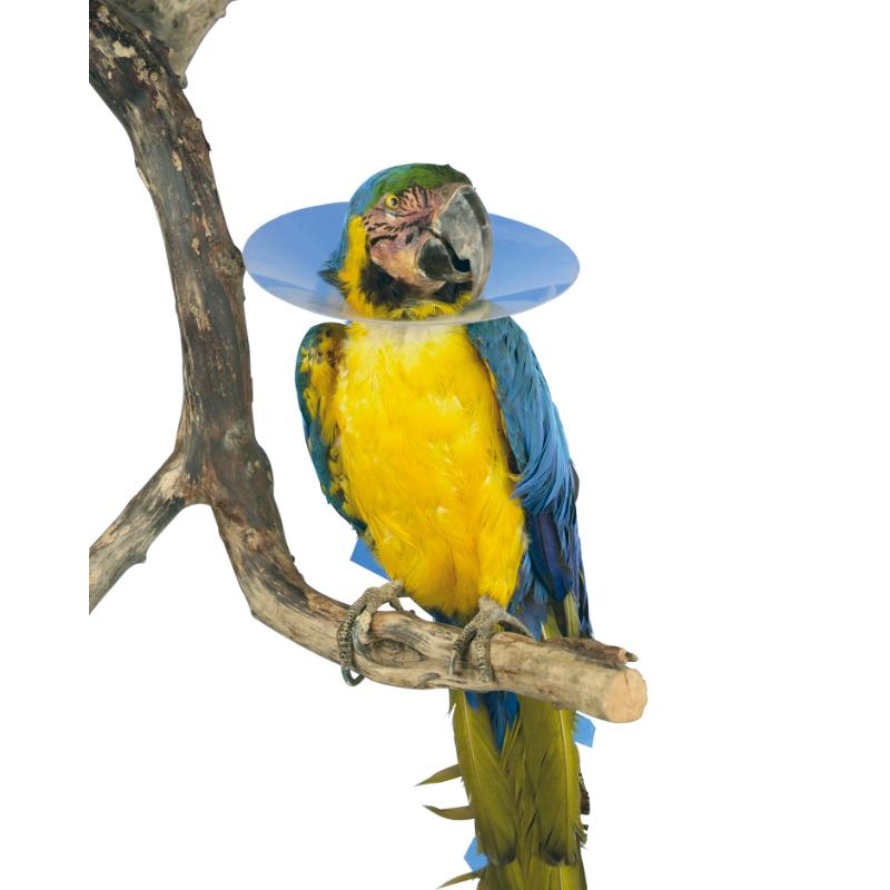 BUSTER Collar for Birds 10cm (273376) Single