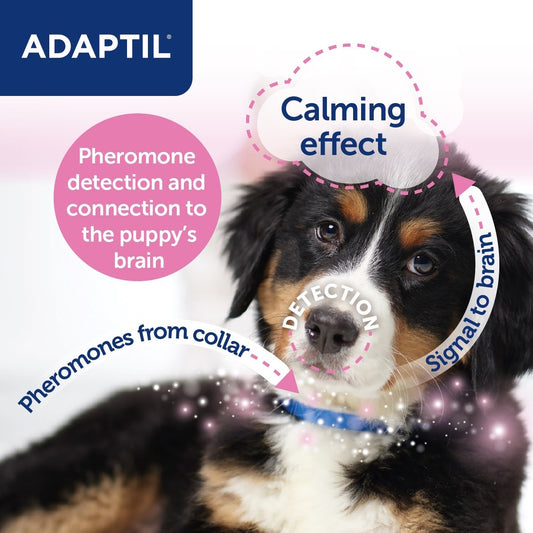 Adaptil Junior Collar for Dogs