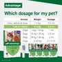 Advantage 100 Flea Treatment for Small Dogs (Single Pipette)