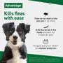 Advantage 100 Flea Treatment for Small Dogs (Single Pipette)