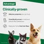 Advantage 100 Flea Treatment for Small Dogs (Single Pipette)